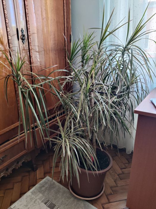 Vand planta exotica Dracena
