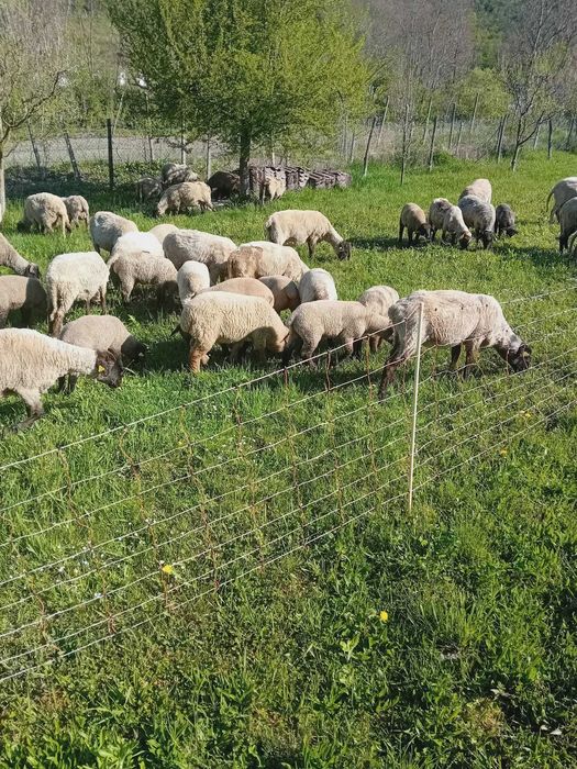 Vand oi sulfok,barusa de covasna