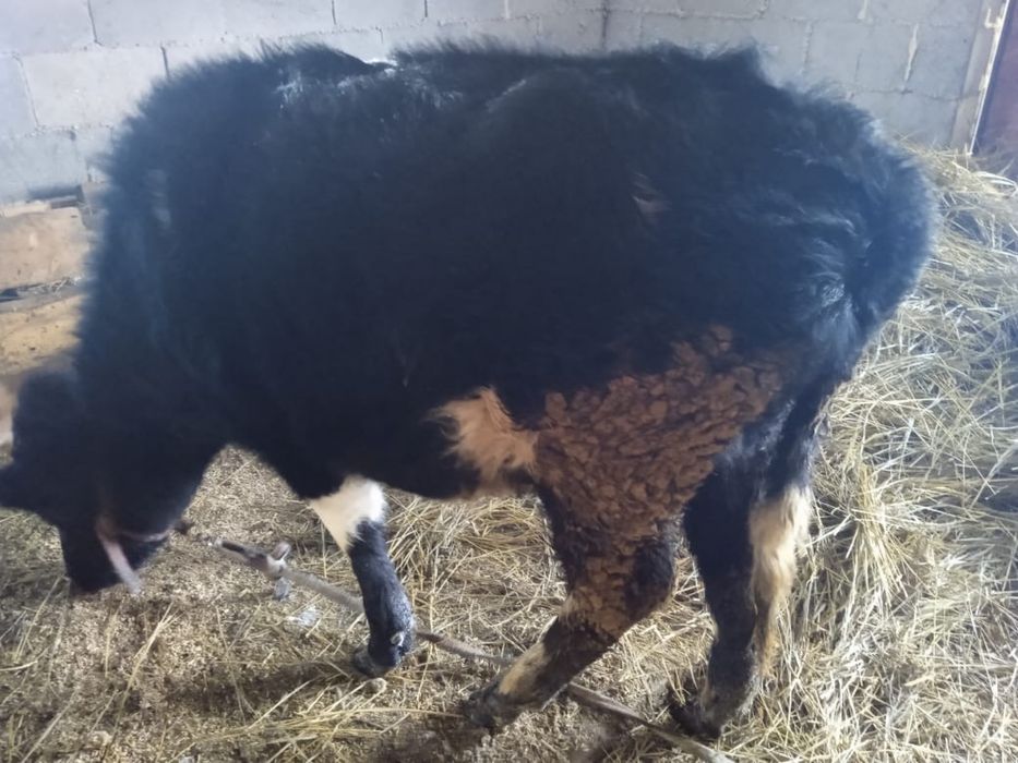 продам теленка 10 месячный