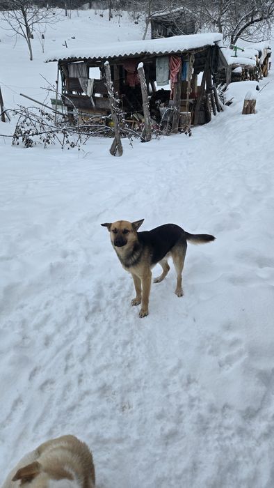 Cățel/Cățeii spre adopție