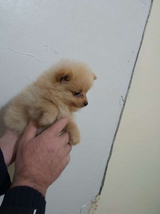 Мини померанчета на 55 дни с паспорт, обезпаразитени и първа ваксина