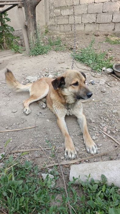 Даю бесплатно мой собака. Возраст 2 года