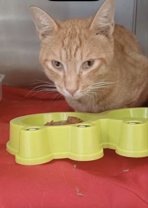 Рыжий котик ищет дом