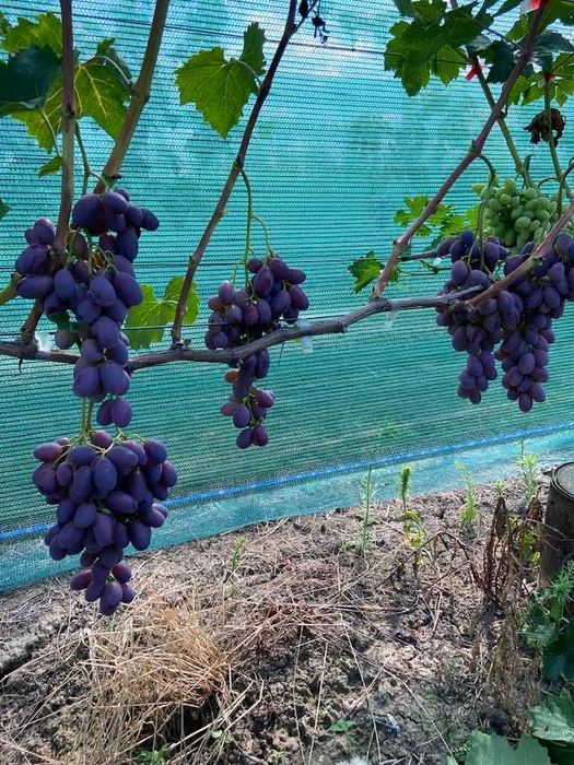 Vita de vie de masă anul 3