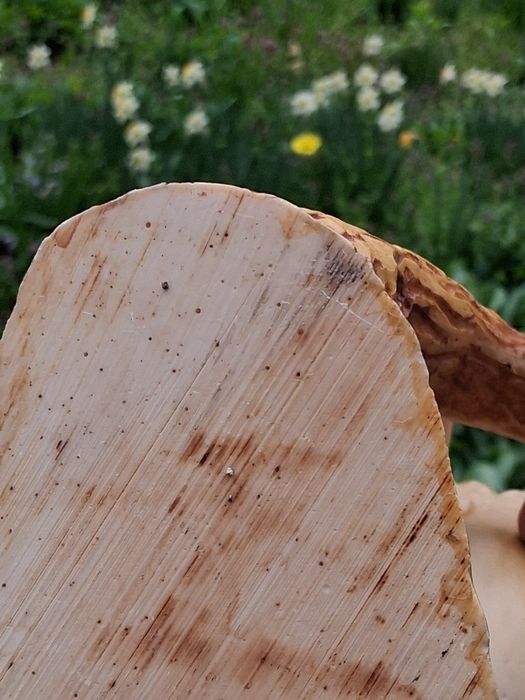 Красива Фигура Статуетка Кон