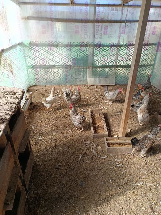 Куры домашние молодые.