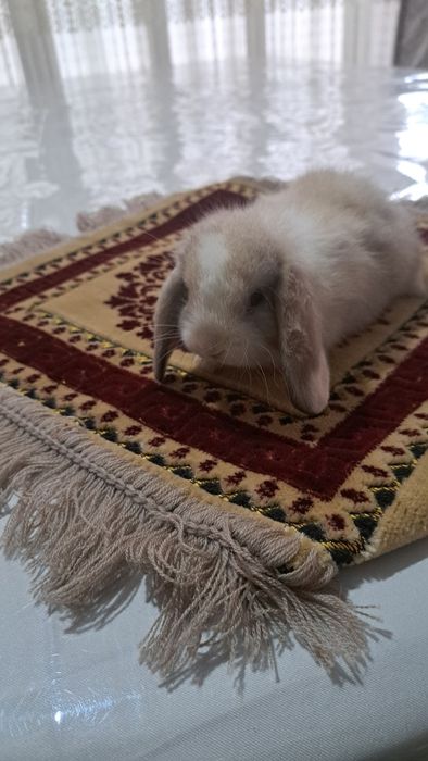 Кролик декративный