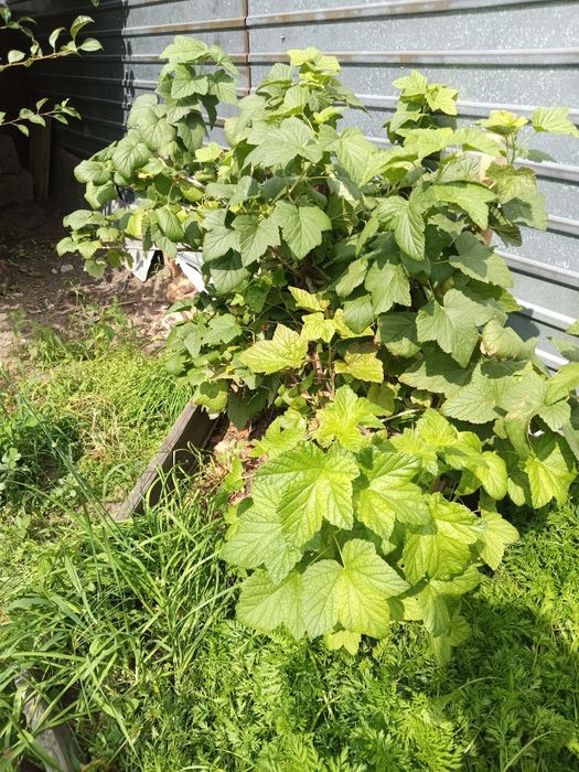 Продам саженцы чёрной смородины.