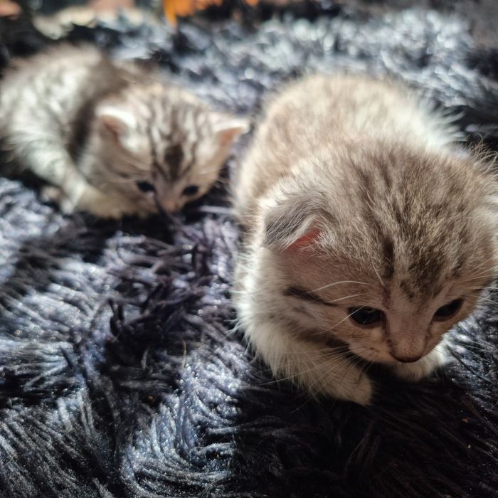 Котята от шотландской кошки