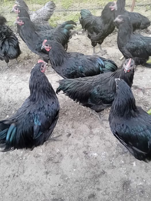 Млади петли Аустролоп