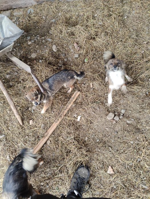 Donez 3 cățelușe pitice