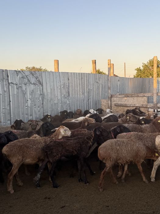 Продам баран в шахтинске