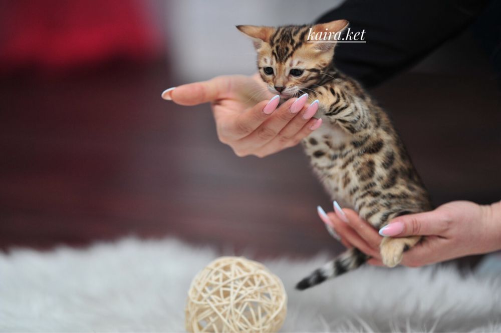 Бенгальские котята