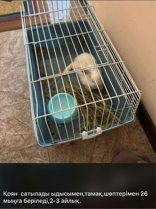 Коян сатылады 26мын