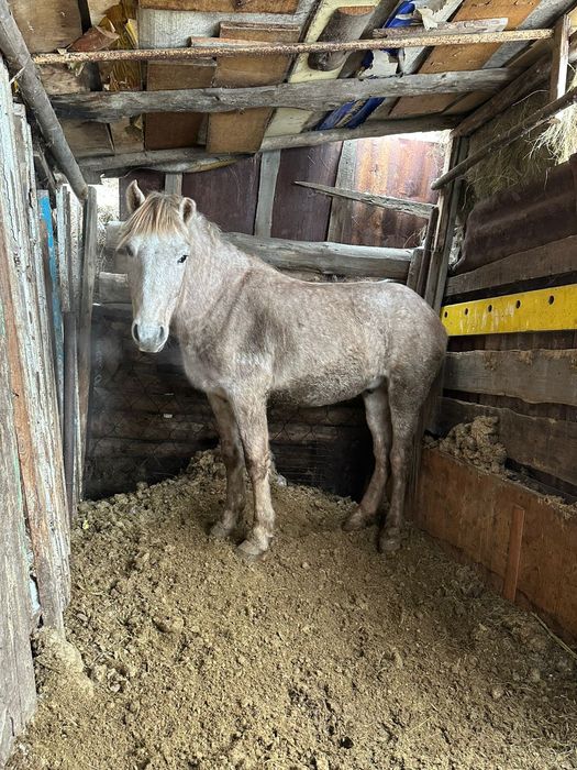 Продам Куган с откорма