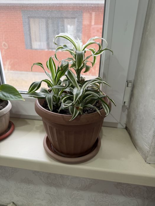 Комнатные растения.