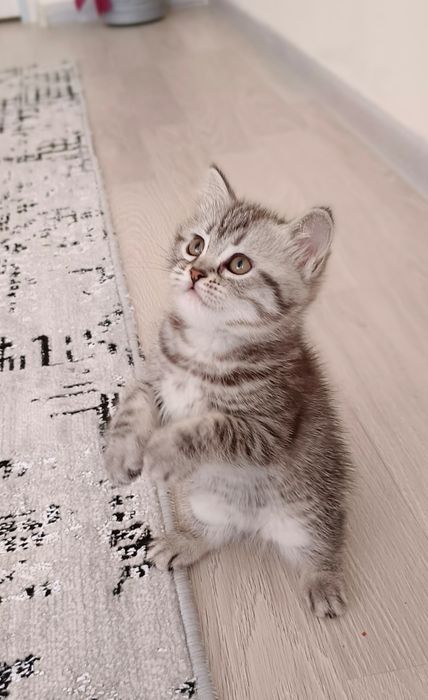 2 ойлик киз бола мушукча сотилади!