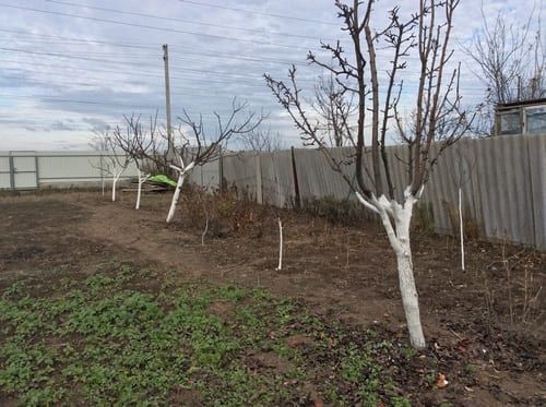 Обрезка плодовых деревьев