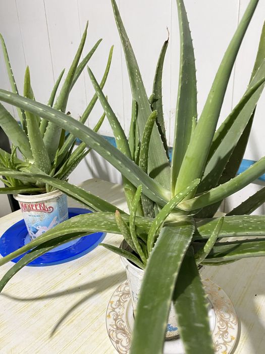 Алоэ вера с отростками.4,5 года