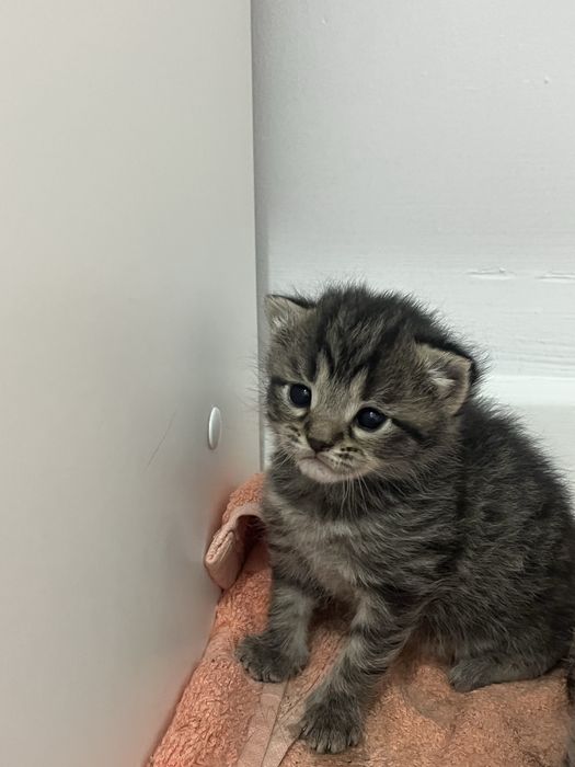 1 жарым айлық марғаулар