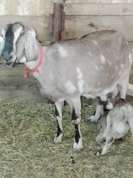 Vând capră agl nubiana cu ed și pedigri