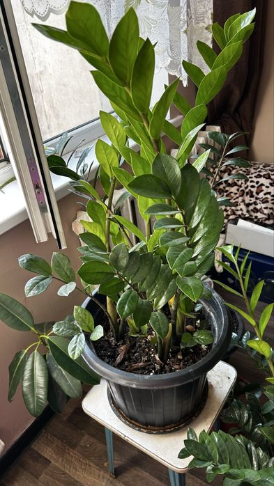 Продам замиокулькас и фикус