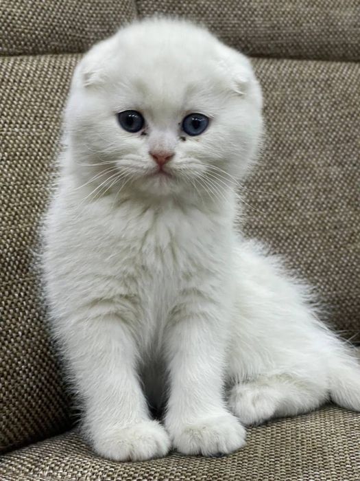Продаётся кошка Scottish fold