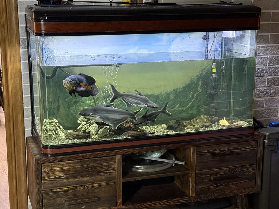 Продам рыбу аквариумную Пангасиус (акула)