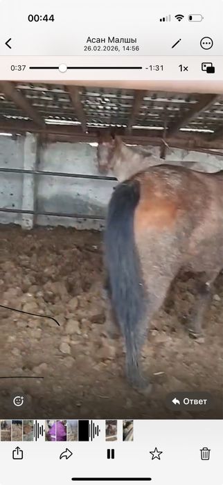 Продаются откормленные кобыллы