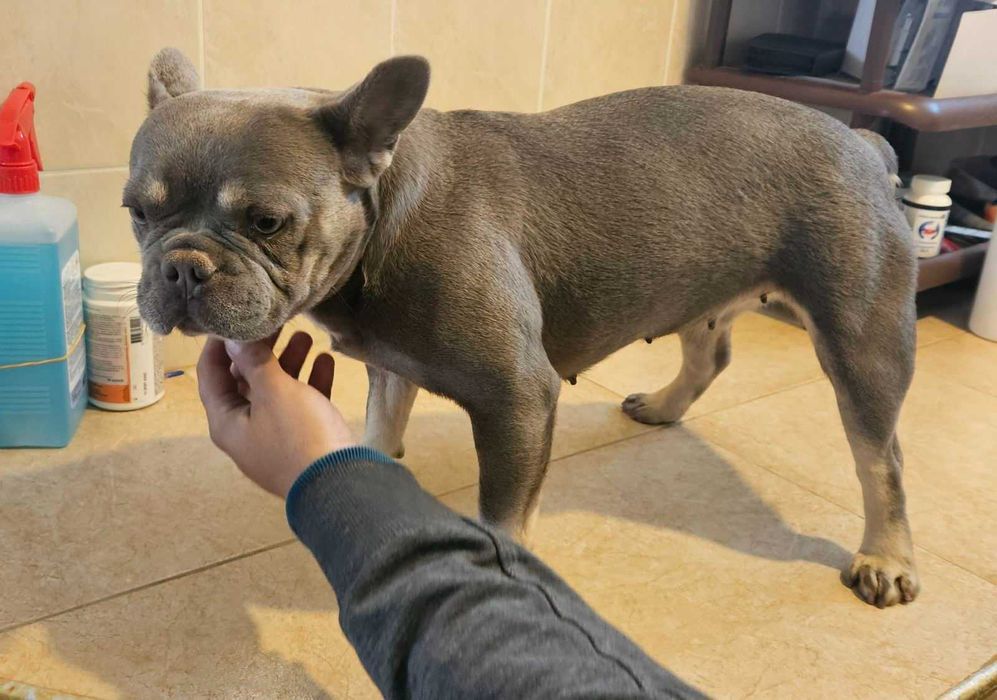 Френски булдог - мини new shade isabella tan