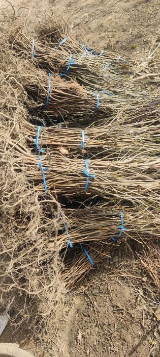 Salcâm frasin paltin fag carpen mesteacăn tei brad pin molid