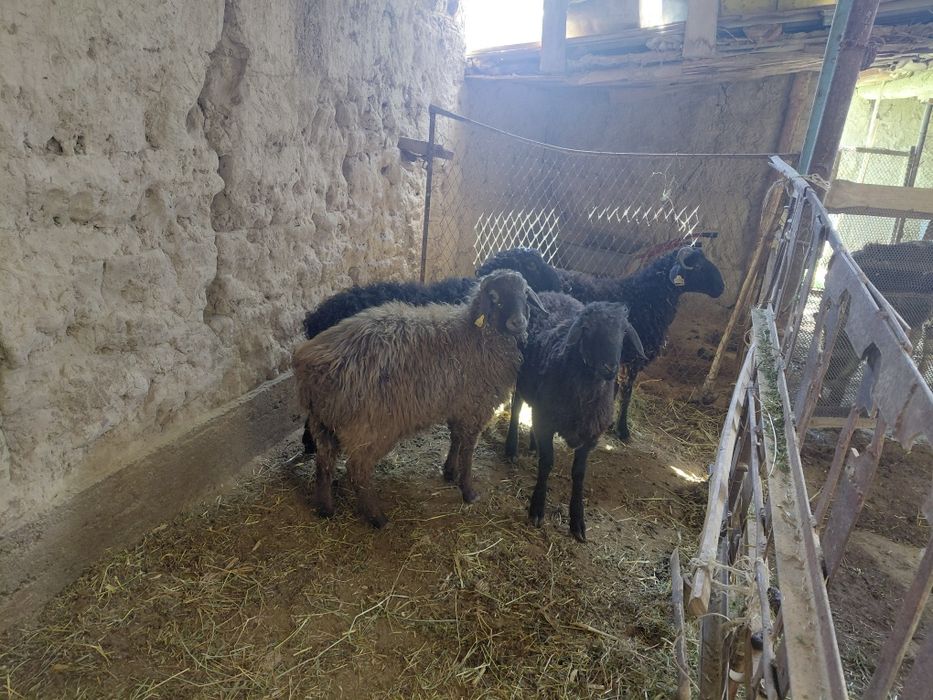 80 м нан 4. Тоқты. Сатылады.