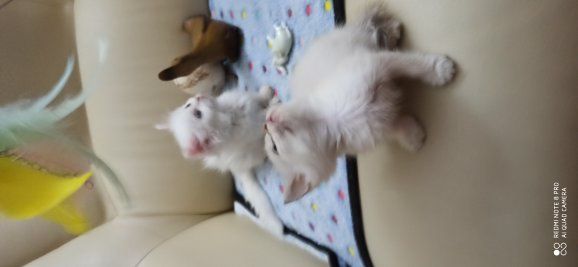 Манчкин белые котята