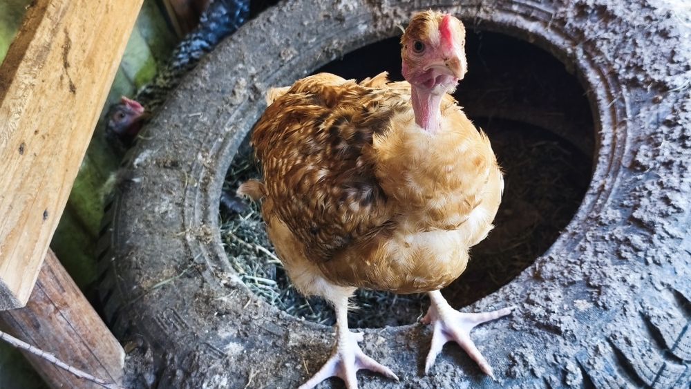 Vând cocoșei moțați