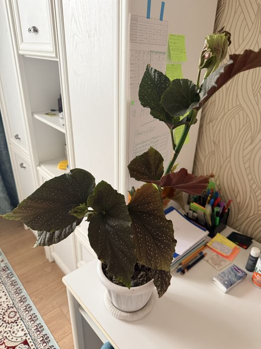 Срочно продам Бегонию
