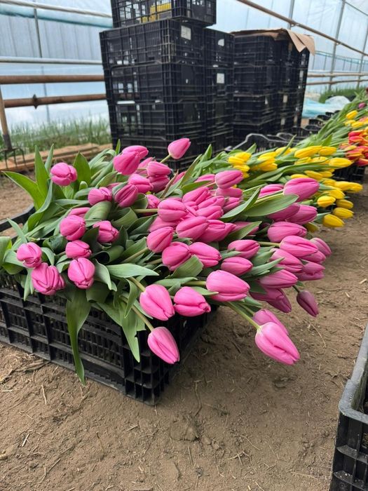 Тюльпаны оптом и в розн. От 440