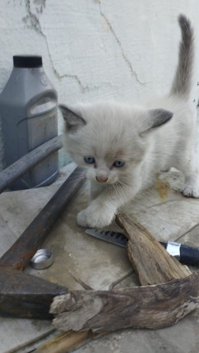 Отдам котят мальчики