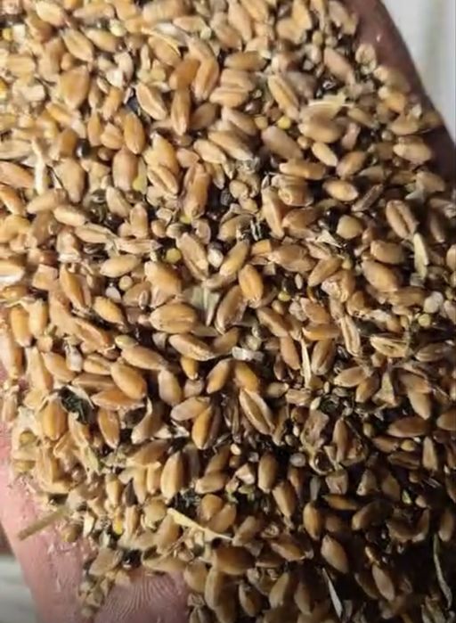 Сулы овес, пшеница, ячмень , сечка, отход