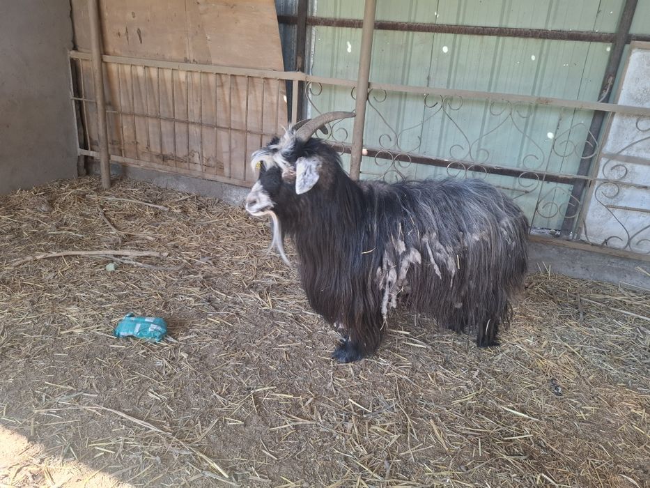 Продам козу срочно