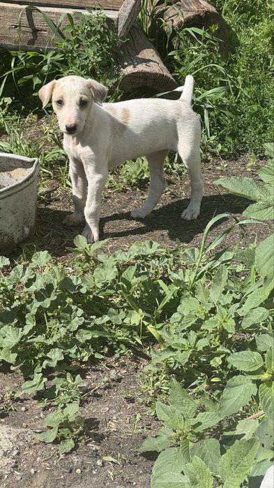 Кушиктер сатлады