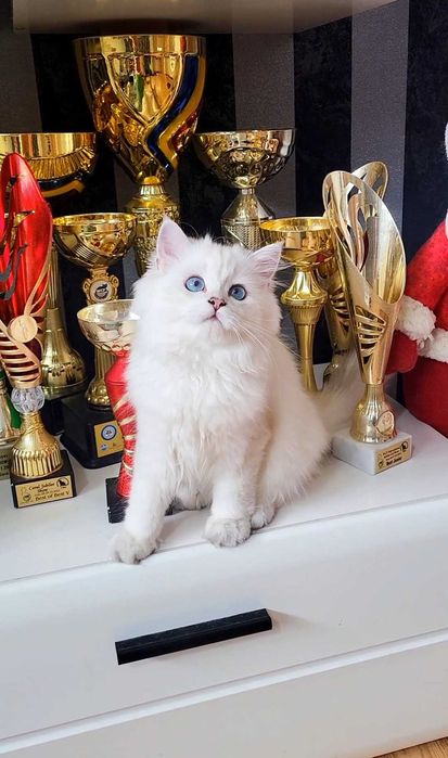 Baiat british longhair din ambii parinti Campioni Mondiali