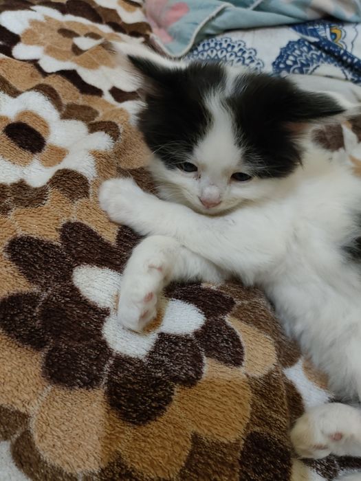 Отдам котят в добрые руки