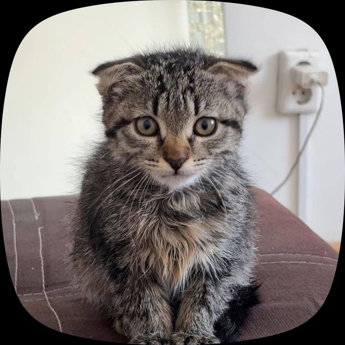 Котёнок 2 месяца