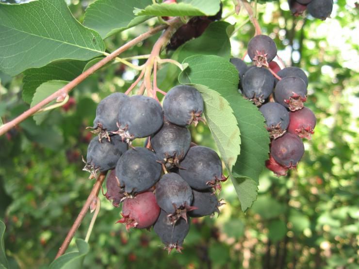 Продам Иргу саженцы