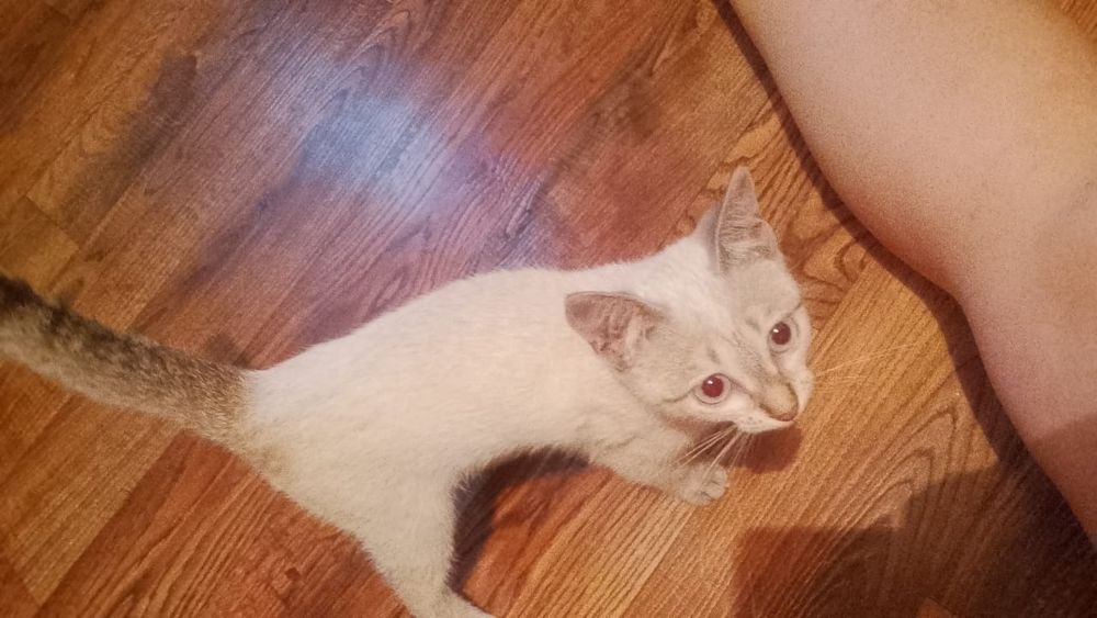 Котенок ищет дом