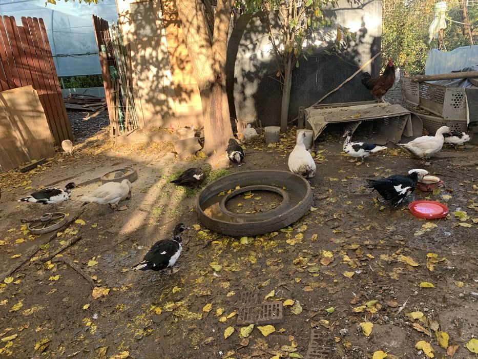 Vand rate mute ( lesesti )