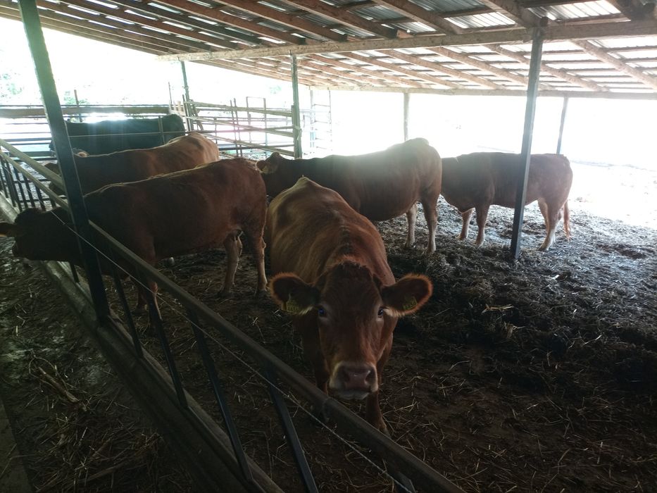 Juninci limousin gestante și fătate