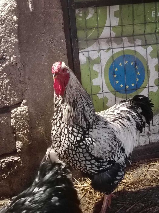 Vand wiandot Auriu /Argintiu