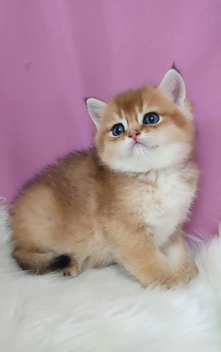 Золотая шиншилла мальчик