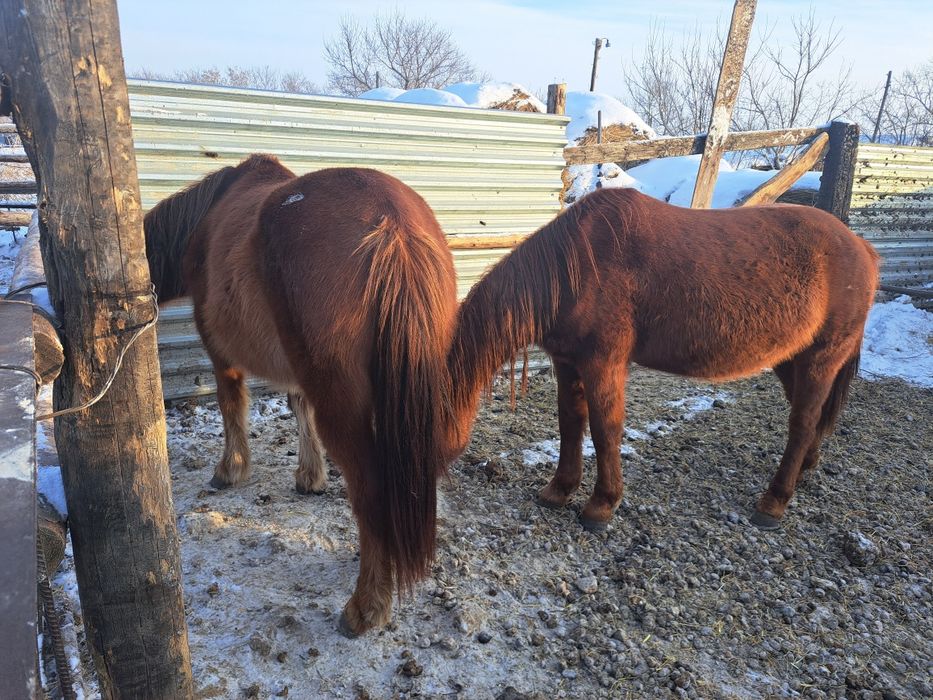 Екі бас жас бие сатам